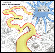 Myelin insulation on Axon